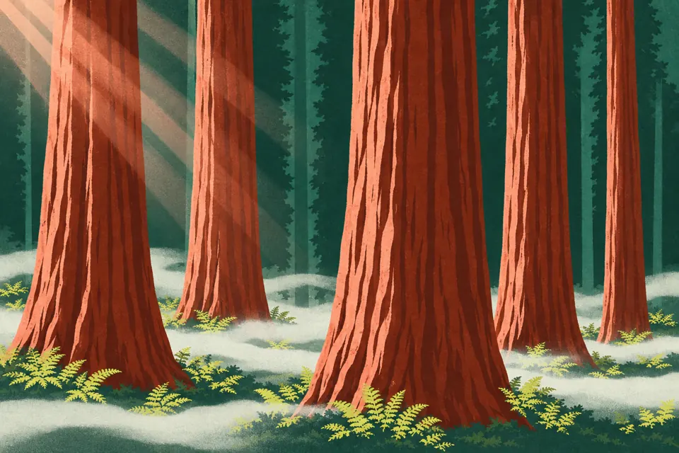 Illustration: five giant sequoia trunks in a foggy grove, each wearing a small numbered tag.