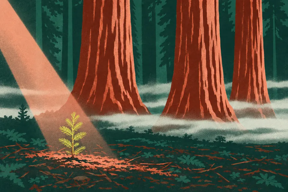 Illustration: a young sequoia in a shaft of light, with full-grown trunks standing behind it.